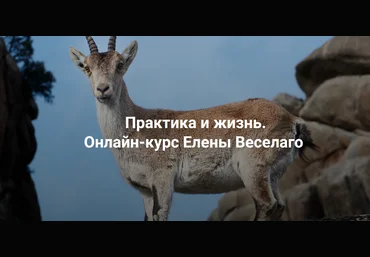 Елена Веселаго Институт Открытого Поля Практика и жизнь. Ступень 1 2024 слив