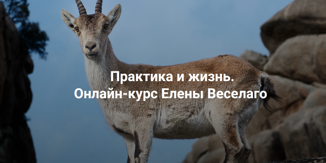Елена Веселаго Институт Открытого Поля Практика и жизнь. Ступень 1 2024 слив курса