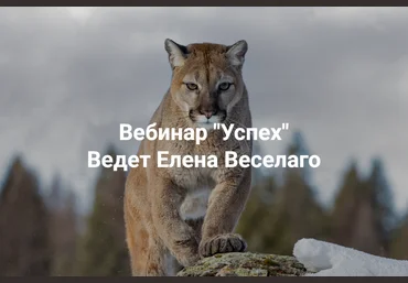 Институт Открытого поля Елена Веселаго ― Успех 2025 слив
