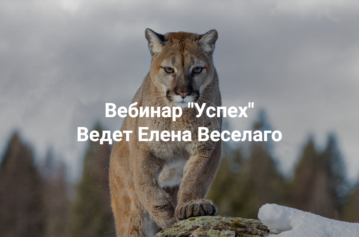 Институт Открытого поля Елена Веселаго ― Успех 2025 слив курса