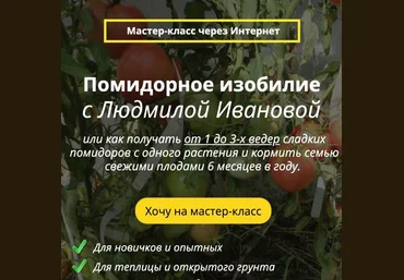 Людмила Иванова Помидорное изобилие 2021 слив