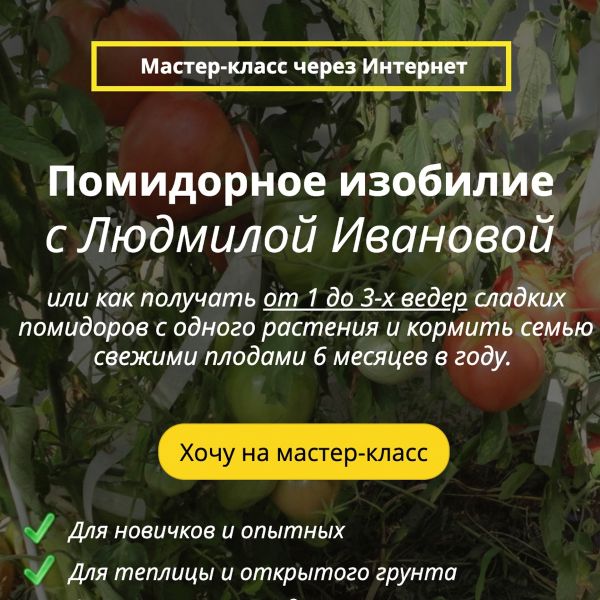 Людмила Иванова Помидорное изобилие 2021 слив курса