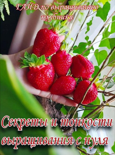 Ягодный Дворик Гайд по выращиванию клубники 2025 слив курса