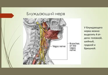 Игорь Атрощенко Методика мягкой мануальной терапии блуждающего нерва 2020 слив