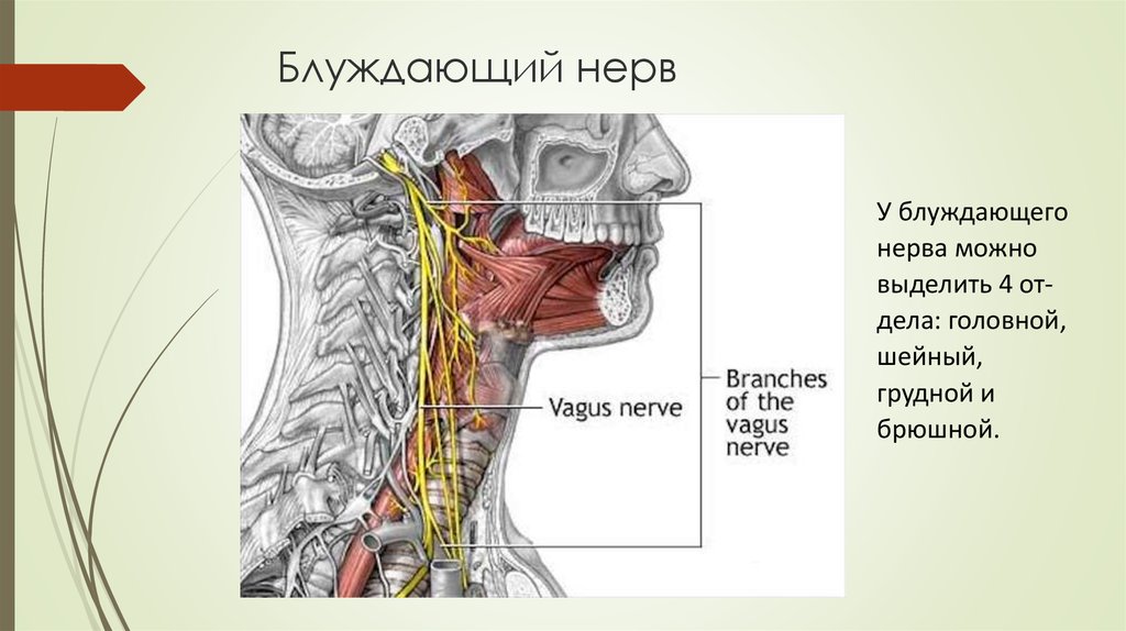 Игорь Атрощенко Методика мягкой мануальной терапии блуждающего нерва 2020 слив курса
