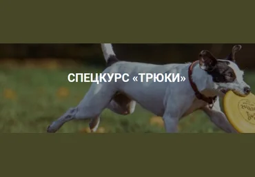 Okidog academy - Трюки 2019 слив