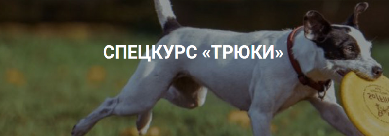 Okidog academy - Трюки 2019 слив курса