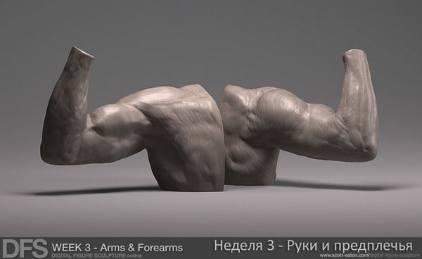 Анатомия для художников. Руки и предплечья - Итон 2014 слив курса