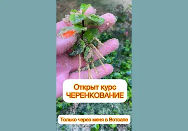 Ева. Сад своими руками Черенкование 2024 слив