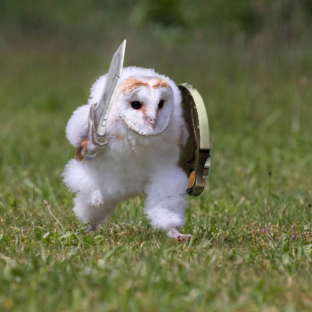 owlsova Авитолог 2025 2025 слив курса