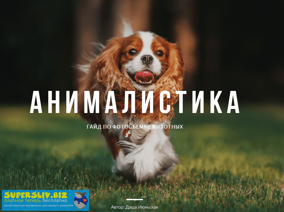 Даша Июньская Мнималистика. Гайд по фотосъемке животных 2020 слив курса