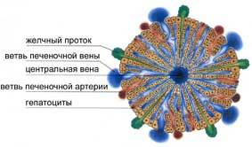 Ультраинтенсив «Я - друг печени» - Маматов 2015 слив курса