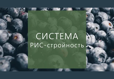 Суханова Елена Система РИС-стройность 2023 скачать слив