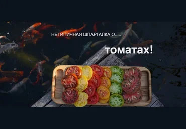 Нетипичный Фермер Анна Акинина ― Нетипичная шпаргалка о томатах 2020 слив