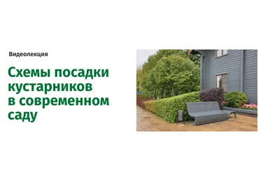 Наталья Мягкова Схемы посадки кустарников в современном саду 2025 слив