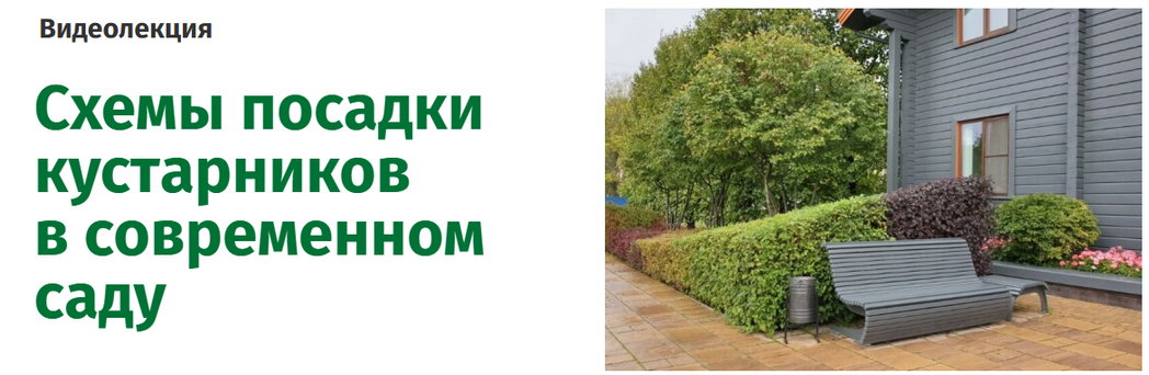 Наталья Мягкова Схемы посадки кустарников в современном саду 2025 слив курса