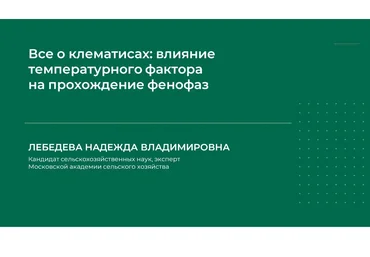 Надежда Лебедева Все о клематисах: влияние температурного фактора на прохождение фенофаз 2024 слив