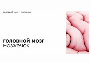 Topanatomy Dr.Vorobev ― Мозжечок: строение и функции 2022 слив