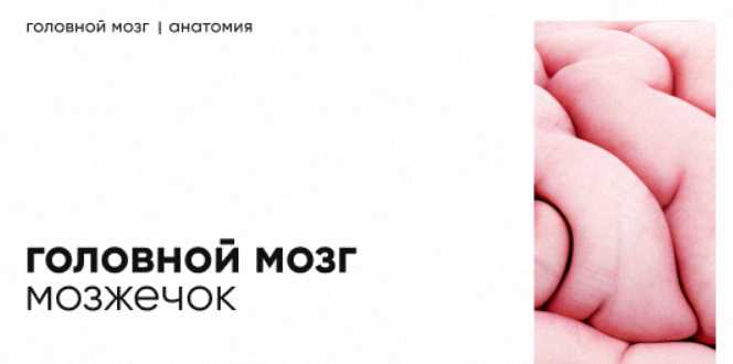 Topanatomy Dr.Vorobev ― Мозжечок: строение и функции 2022 слив курса