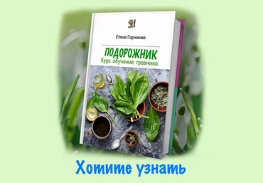 Елена Горчакова Медвежий угол Подорожник 2023 слив