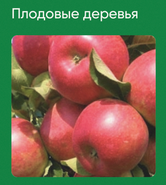 Анна Акинина Школа нетипичного фермера Плодовые деревья 2024 слив курса