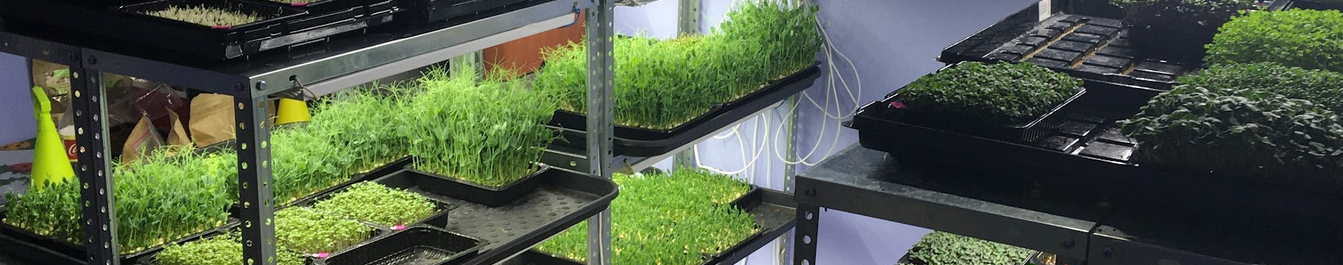 GreenMan Николай Сабзир Все о Микрозелени. Хочу все серьезно 2021 слив курса