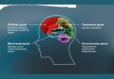 Антистарение мозга - Михаил Батин, Веремеенко Дмитрий,Тимофей Глинин слив
