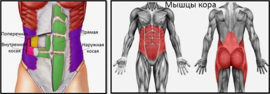 Александр Волоткевич Мышцы кора, выстраивание грудной клетки над тазом 2025 слив курса
