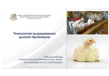 Антон Астраханцев Технологии выращивания цыплят-бройлеров 2023 слив