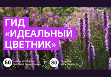Марина Берестова Гид «Идеальный цветник» 2023 слив