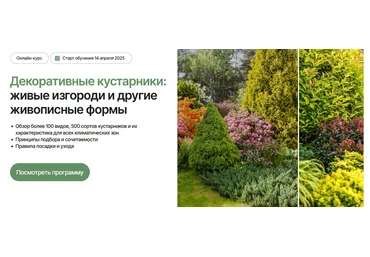 Елена Савич Декоративные кустарники: живые изгороди и другие живописные формы Тариф Оптимальный слив