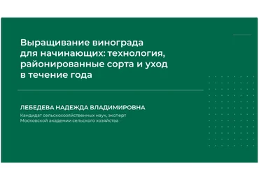 НИИДПО Выращивание винограда для начинающих: технология, районированные сорта и уход в течение го слив
