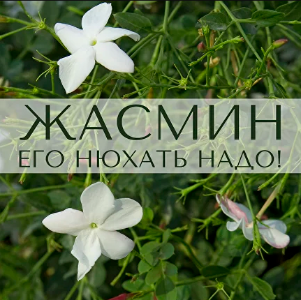Анна Зворыкина Жасмин: его нюхать надо! 2024 слив курса