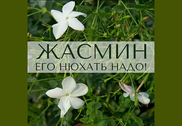 Анна Зворыкина Парфюмерия Жасмин: его нюхать надо! 2024 слив