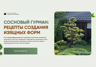 Андрей Дарусенков Сосновый гурман: рецепты создания изящных форм 2025 скачать слив
