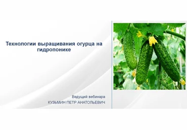 НИИДПО Петр Кузьмин — Технология выращивания огурца на гидропонике 2024 слив