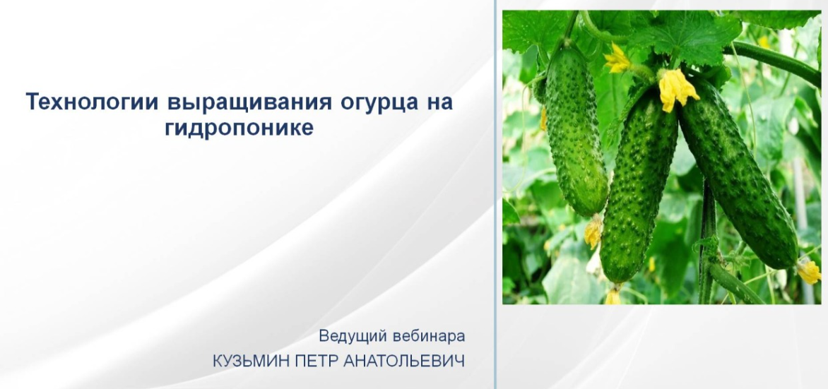 НИИДПО Петр Кузьмин — Технология выращивания огурца на гидропонике 2024 слив курса