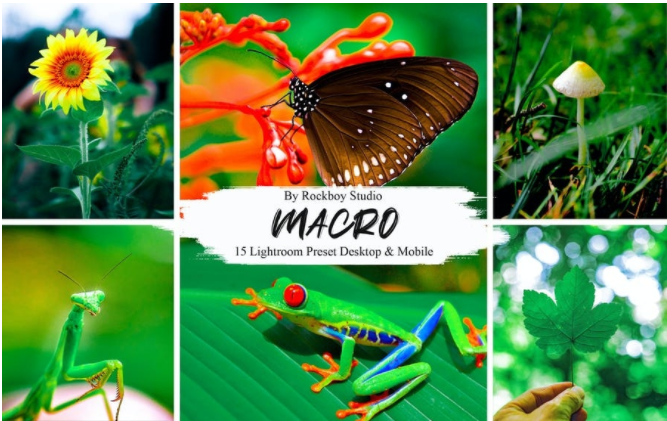 Rockboy Studio 15 Macro Lightroom Presets 2021 слив курса