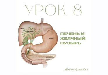 Natura-School Олег Гитбиндер - Урок 8. Печень и желчный пузырь 2022 слив