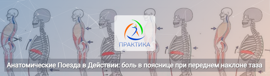 Анна Щербина Анатомические поезда в действии: боль в пояснице при переднем наклоне таза 2025 слив курса