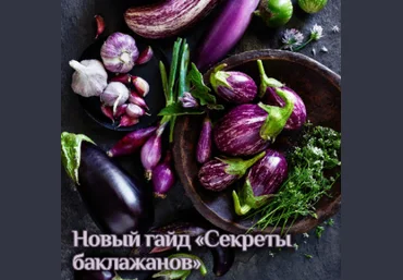 Катя Янг Гайд «Секреты баклажанов» 2024 слив