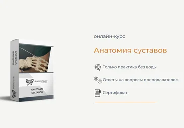 Сергей Скворцов Анатомия Анатомия суставов 2022 слив