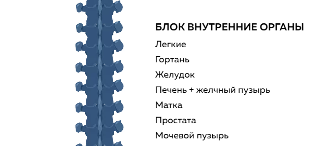 Григорий Крутов Блок внутренние органы 2021 слив курса
