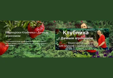 Дачный агроном Видеоуроки Клубника от А до Я 2022 слив