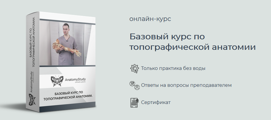 Сергей Скворцов Базовый курс по топографической анатомии 2021 слив курса