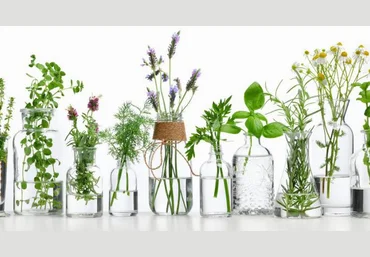Ульвия Голденбрук Центр Шерома Исцеление гормональной системы с помощью аромамедицины 2023 слив