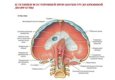Игорь Атрощенко 42 техники всесторонней проработки грудо-брюшной диафрагмы 2022 скачать слив