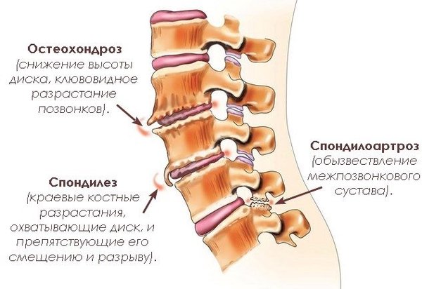 Лечебно – оздоровительный сеанс с мышцами, костями и сухожилиями - Добаева 2014 слив курса