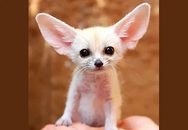 Антон Брежестовский Mr. Fennec курс, который научит вас понимать песни 2020 слив