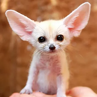 Антон Брежестовский Mr. Fennec курс, который научит вас понимать песни 2020 слив курса